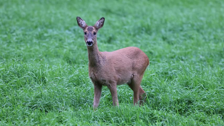 Roe Deer Standing in Green Meadow Chewing Grass and Looking Directly at Camera