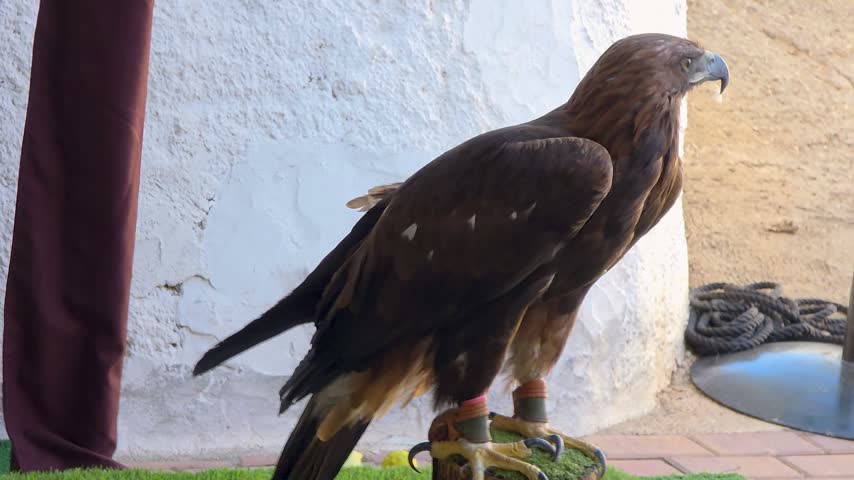 Golden eagle Aquila chrysaetos perching in leather jesses at falconry exhibition in Spain.