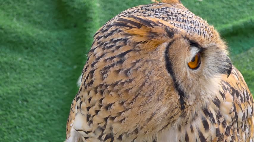 Extreme close up of Eurasian eagle owl head with sharp amber eye and detailed feather texture against green background.