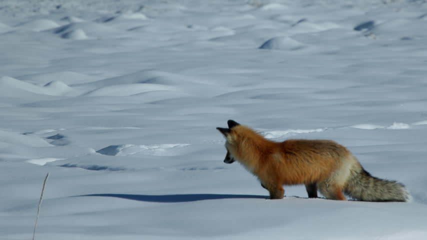 A Red Fox in Winter Sniffs the Snow, Looks Intently then Pounces in Slow Motion Head First into the Snow Drift