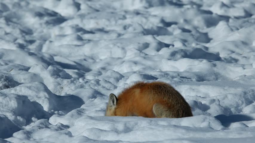 A Red Fox in Winter in the Snow Brings its Head up and is Chewing on Something it has Just Caught