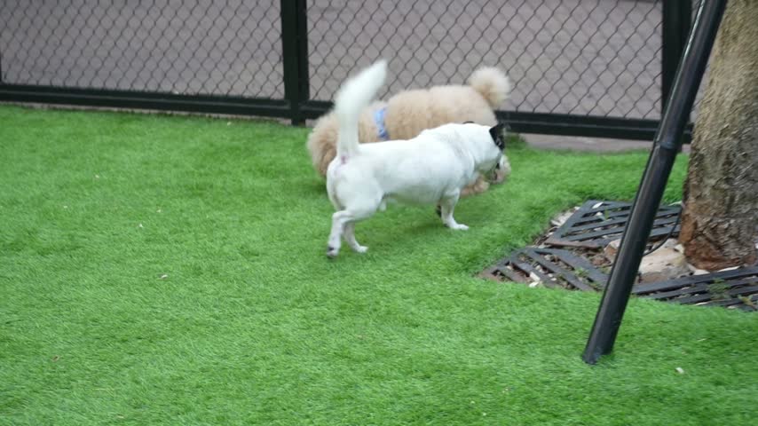 Small fluffy dogs meeting and sniffing each other on artificial green grass in dog park. Pomeranian and white black dog socializing outdoors.