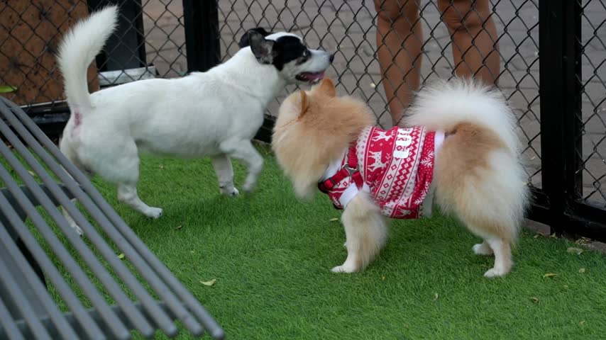 Small dogs playing together on artificial green grass near metal bench. One fluffy pomeranian wearing red shirt and white black dog walking in pet park.