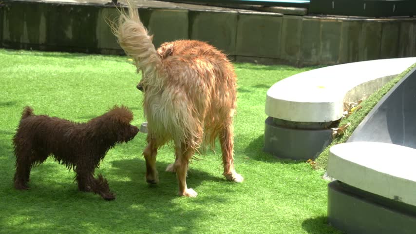 Wet golden retriever and small brown poodle standing on artificial green grass near tree trunk in outdoor dog park. Two wet dogs interacting with owners.