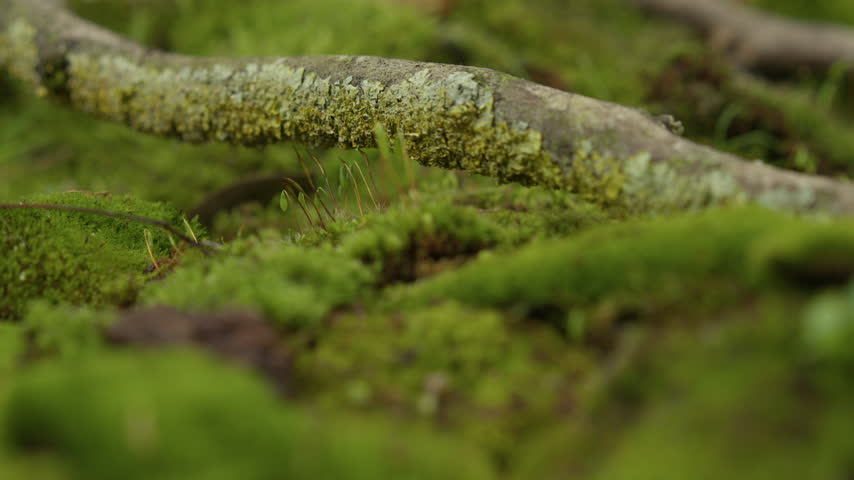 Lush green moss and a tree branch on a woodland ground with a smooth focus transition