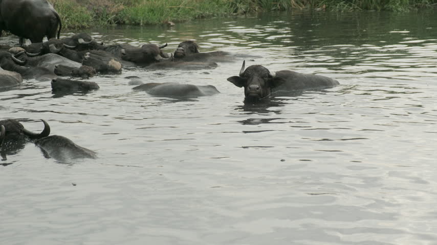 Kayseri, Hörmetçi, 08.30..2025:  A large herd of water buffalo swimming and moving through the water near Hormetci Village in Kayseri, Turkiye. The footage captures the animals gathered closely together in a natural water habitat, cooling off and partially submerged in the water. A cinematic view of traditional livestock farming, animal behavior and rural life in the Turkish countryside. Suitable for documentary, agriculture, wildlife, travel and rural lifestyle productions.