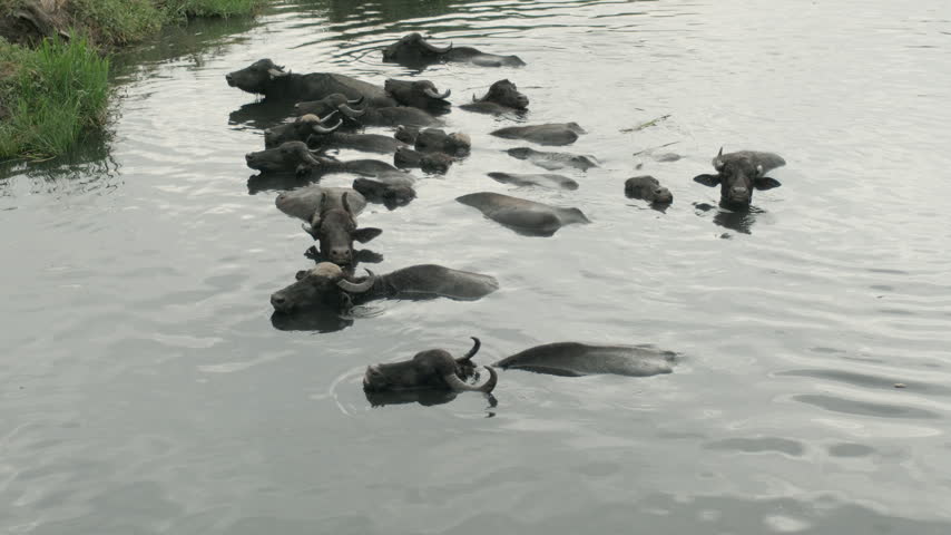 Kayseri, Hörmetçi, 08.30..2025: A large herd of water buffalo swimming and moving through the water near Hormetci Village in Kayseri, Turkiye. The footage captures the animals gathered closely together in a natural water habitat, cooling off and partially submerged in the water. A cinematic view of traditional livestock farming, animal behavior and rural life in the Turkish countryside. Suitable for documentary, agriculture, wildlife, travel and rural lifestyle productions.