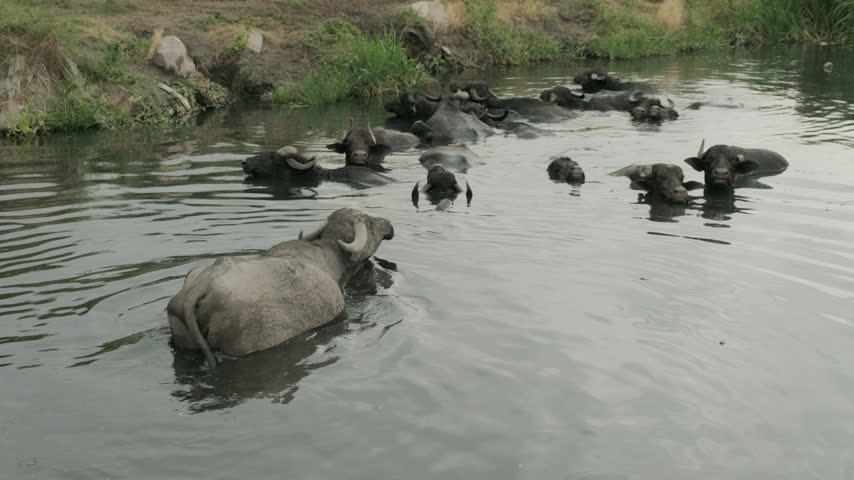 Kayseri, Hörmetçi, 08.30..2025: A large herd of water buffalo swimming and moving through the water near Hormetci Village in Kayseri, Turkiye. The footage captures the animals gathered closely together in a natural water habitat, cooling off and partially submerged in the water. A cinematic view of traditional livestock farming, animal behavior and rural life in the Turkish countryside. Suitable for documentary, agriculture, wildlife, travel and rural lifestyle productions.