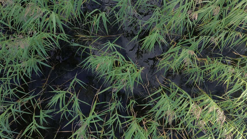 Top view of green marsh grass swaying over dark wetland water in a natural ecosystem, aerial nature footage with subtle movement