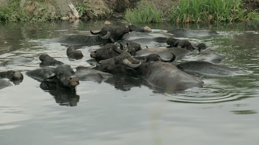 Kayseri, Hörmetçi, 08.30..2025: A large herd of water buffalo swimming and moving through the water near Hormetci Village in Kayseri, Turkiye. The footage captures the animals gathered closely together in a natural water habitat, cooling off and partially submerged in the water. A cinematic view of traditional livestock farming, animal behavior and rural life in the Turkish countryside. Suitable for documentary, agriculture, wildlife, travel and rural lifestyle productions.
