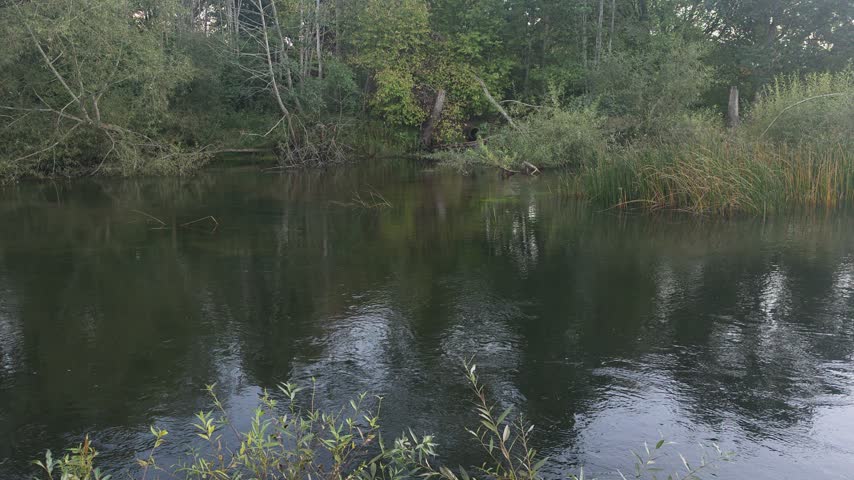 Wide static shot of a calm river bend surrounded by dense green trees and reeds 
