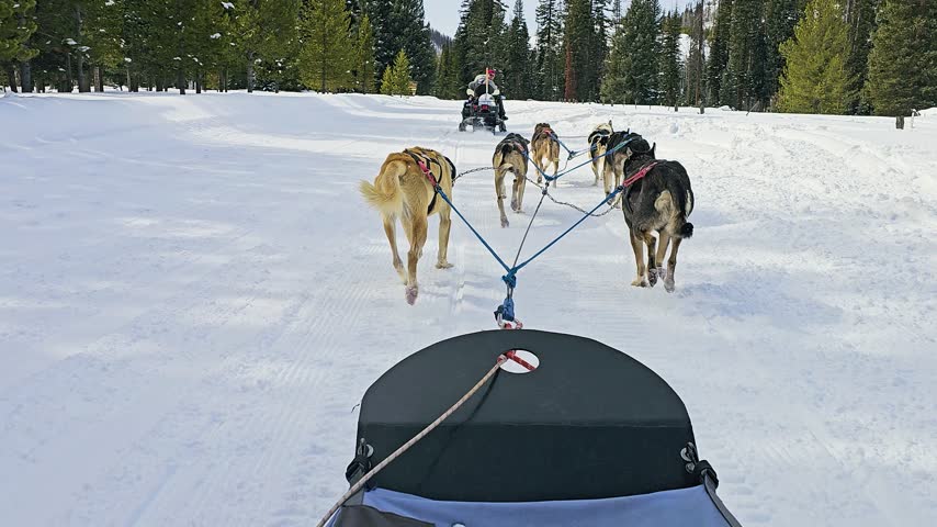 Colorado dog sled adventure from the passenger