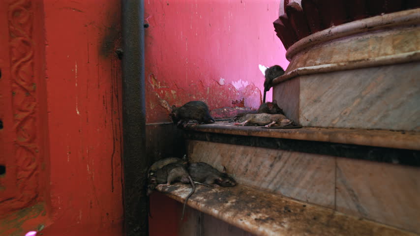 Cinematic static shot of several sacred rats resting peacefully on marble steps inside the iconic Karni Mata Temple in Rajasthan, India.