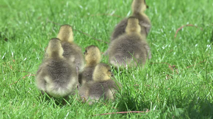 Greylag Goose (Anser anser) young goslings walking away from the camera. May, Kent, UK [Half speed]