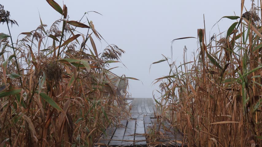 A wooden footbridge amidst tall reeds in dense fog on an early autumn morning.