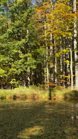 Small forest pond covered with fallen yellow leaves, surrounded by vibrant autumn trees in Schmilka, Saxon Switzerland National Park, Germany. Vertical nature view.
