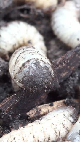 Vertical video macro shot showing the head and body of a white beetle larva moving in soil.