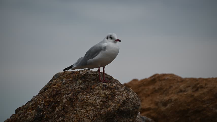 seagulls on the rocks near Black sea