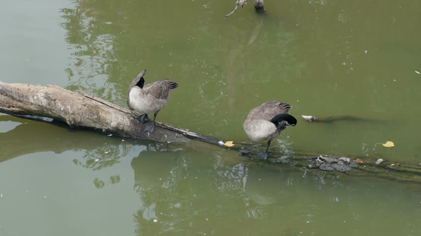 Two Canada geese perch on a floating log and preen their feathers