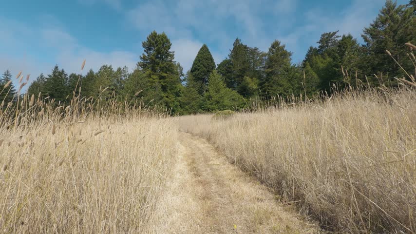 Dirt path cutting through tall golden grass leading toward green forest trees