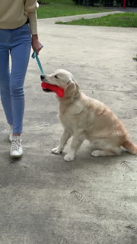 Happy Golden Retriever puppy walking on leash with owner along park pathway, carrying dog toy in mouth, joyful pet enjoying daily walk, playtime, companionship and outdoor activity.