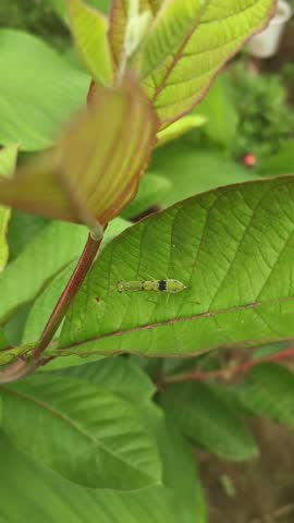 Macro natural history shot of a juvenile praying mantis nymph camouflaged on a green guava leaf