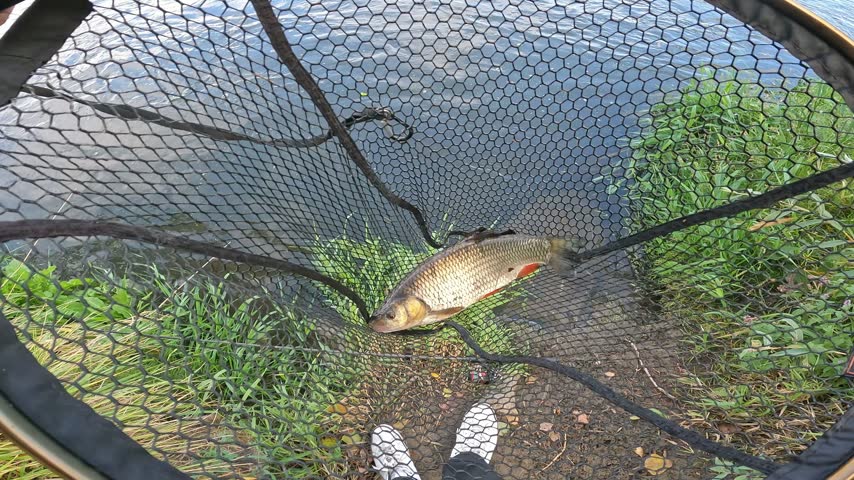 Freshly caught European chub (Squalius cephalus) lying in a landing net on the riverbank. Freshwater sport fishing catch success concept.