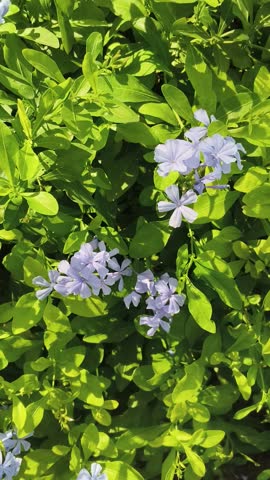 Delicate cape leadwort blossoms swaying gently on a lush green shrub under dim natural light.
