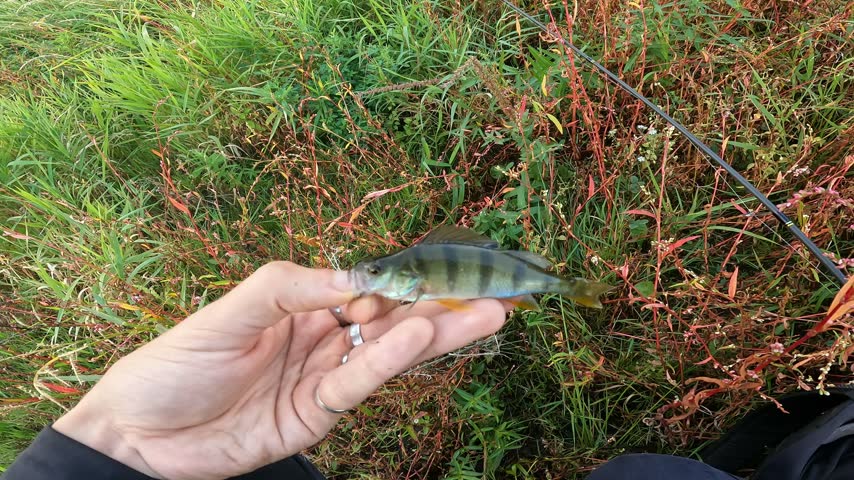 Angler holding and releasing small European perch (Perca fluviatilis) back into the water, catch and release fishing