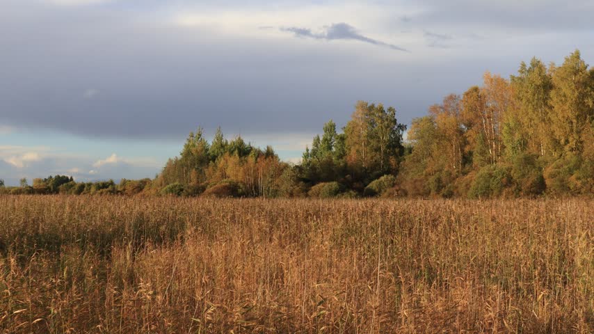 Reeds on the riverbank in an autumn forest on a sunny day.