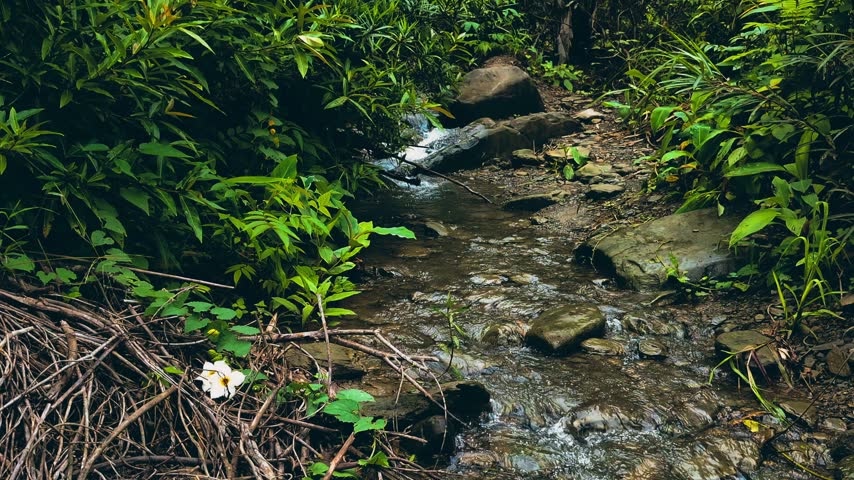 Clear mountain stream flowing through lush green forest with shallow rocks.