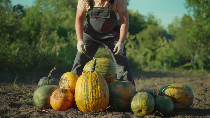 Farm worker bends over and lifts a large striped pumpkin from a pile of colorful squash on bare soil, with green trees and warm sunlight visible in the background