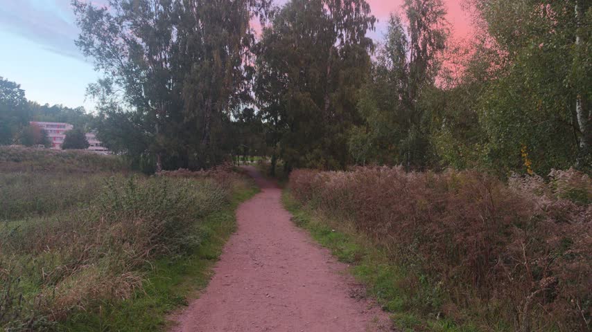 Smooth forward walking shot on a dirt path through a park with birch trees at sunset