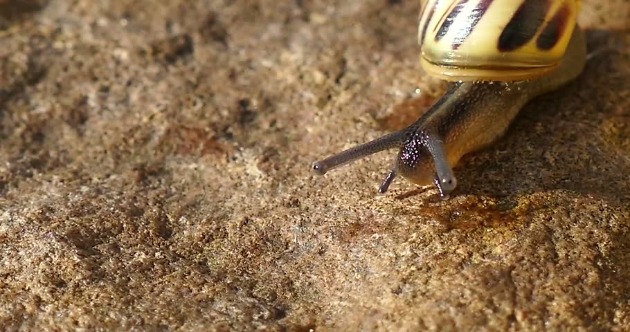 Close-Up of a Snail Crawling Slowly on Green Leaf in Nature.