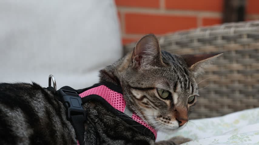 Tabby cat wearing pink harness lying down