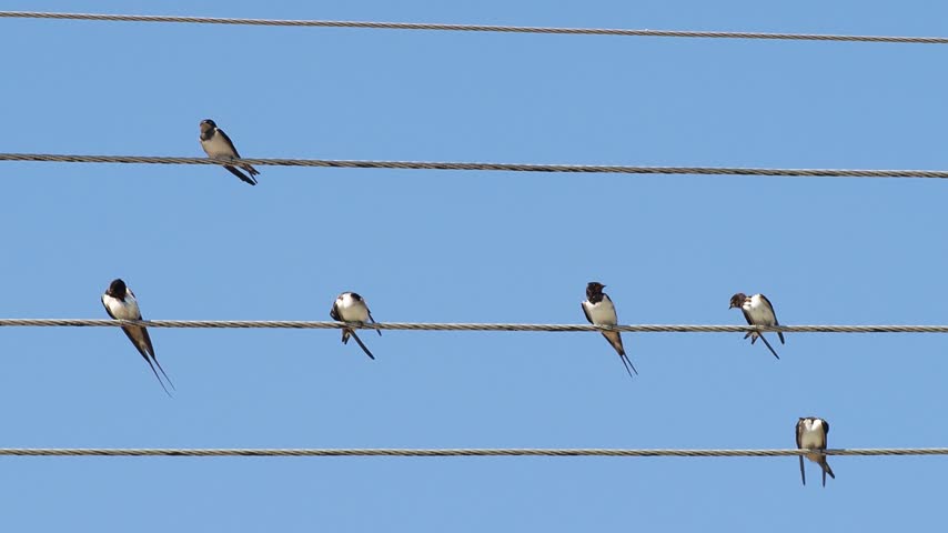 Two adult Barn Swallows (Hirundo rustica) with four juveniles on power lines in early autumn.