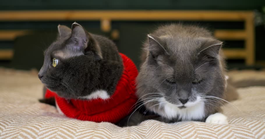 Pair of domestic felines dressed in warm knitted sweaters lie together on bed. Calm furry companions observe indoor bedroom space attentively while resting side by side during winter season.