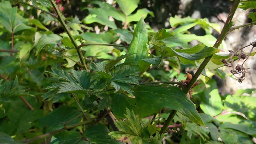 Raspberry plant with ripe red berries and green leaves.