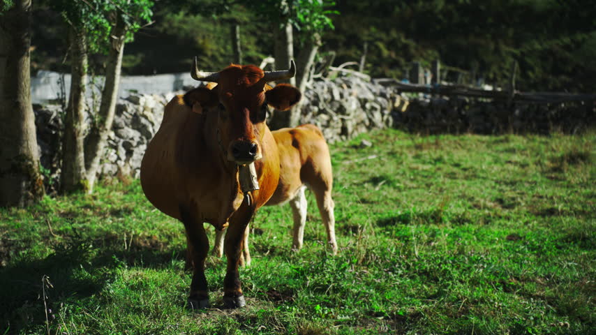 Beautiful brown cow wearing a traditional bell grazing with her calf in a vibrant green meadow. These free-range animals peacefully chew grass in a serene, natural mountain landscape