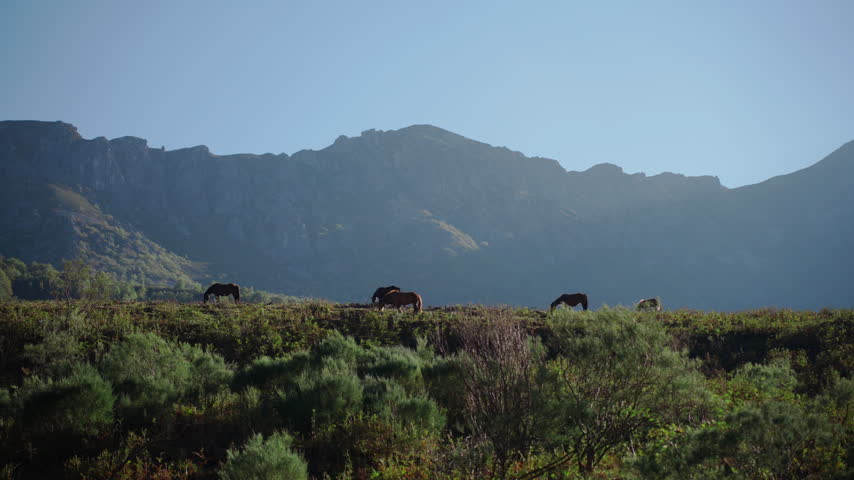 Wild horses, including a mare and her young foal, grazing peacefully on a green hillside with a majestic mountain silhouette backdrop on a clear, sunny day in the countryside