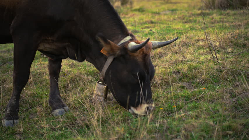 Profile view of a large dark brown cow with prominent horns and a bell, eating fresh green grass in a rural meadow during a sunny afternoon, symbolizing sustainable agriculture