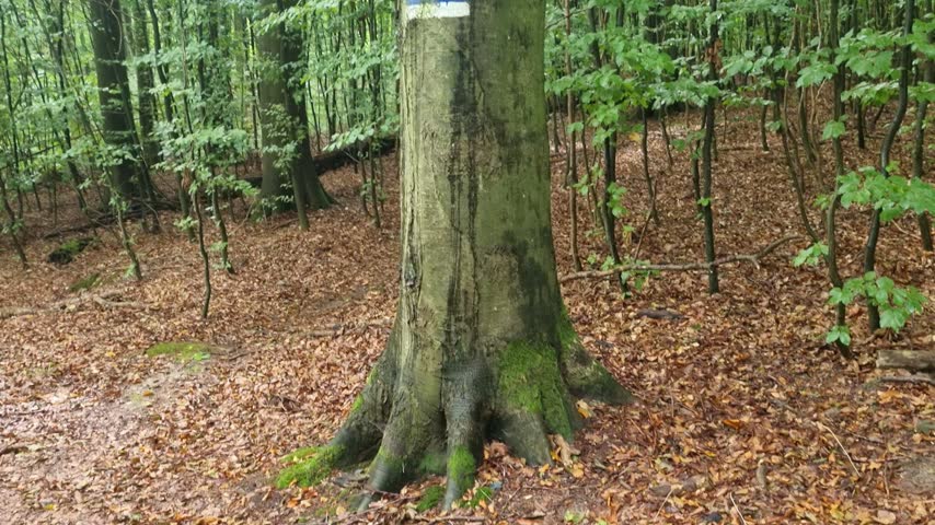 A painted trail marker on a beech trunk and the bright canopy overhead in the UNESCO beech forest of Jasmund National Park on Ruegen.