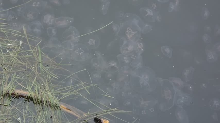 Dozens of translucent moon jellyfish drift through the grey green water beside the seagrass at the harbour edge in Sassnitz on Ruegen.