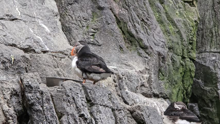 Atlantic puffins (Fratercula arctica), also commonly known as a sea parrot, standing on a rocky cliffside