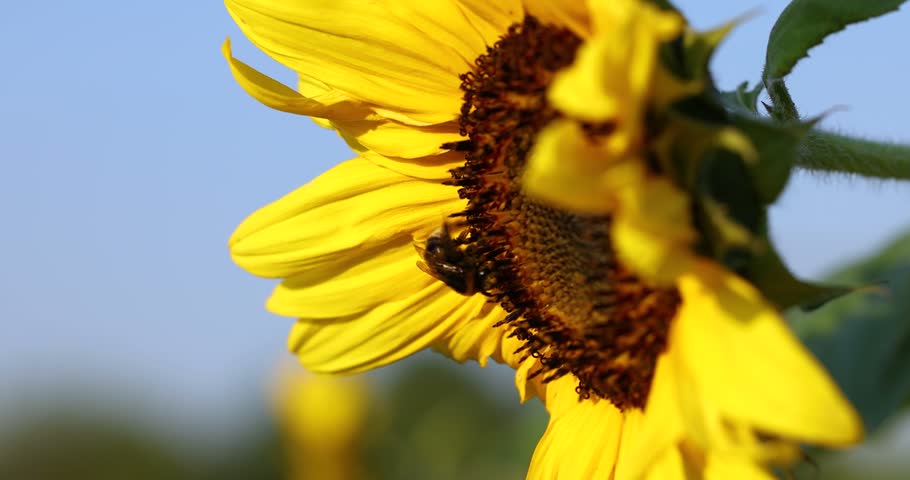 Detailed close up of a bumblebee collecting nectar from a bright yellow sunflower, moving across the flower head on a sunny day with a beautiful blue sky in the background