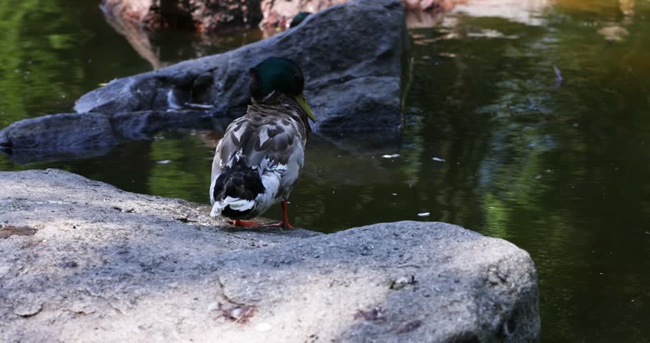 Beautiful male mallard duck with iridescent green head standing on a sunny rock by a pond, carefully preening and cleaning its feathers while other ducks swim in the background