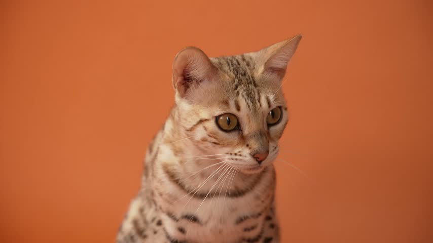A Bengal cat sits upright with ears forward, focusing on something ahead. The frame highlights its awareness and beautiful coat patterns.