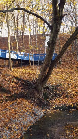 Vertical autumn park landscape old large leaning tree with bare roots near shallow stream with leaf-covered banks and wooden boardwalk or bridge above hill slope covered by golden yellow fallen leaves