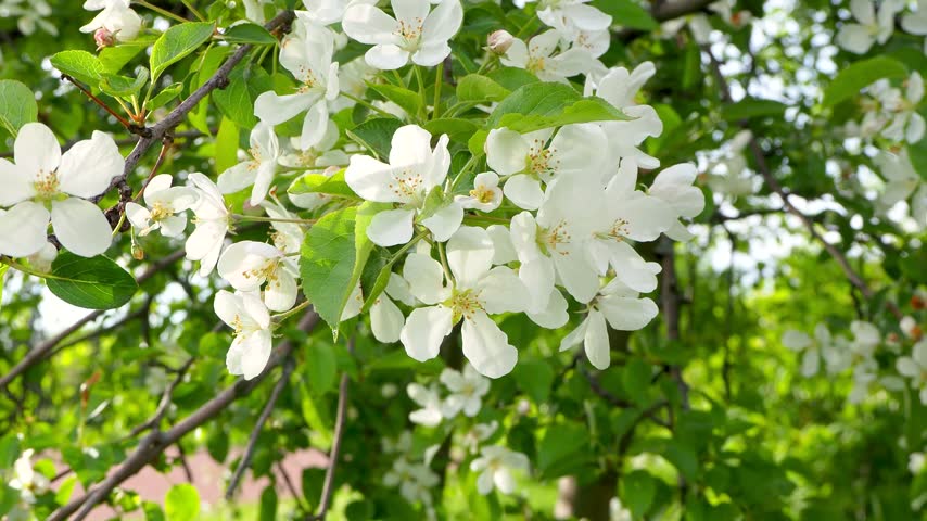 Close up of white apple blossoms on Malus tree branch gently swaying in breeze. Beautiful spring nature scene with green leaves 4K footage.