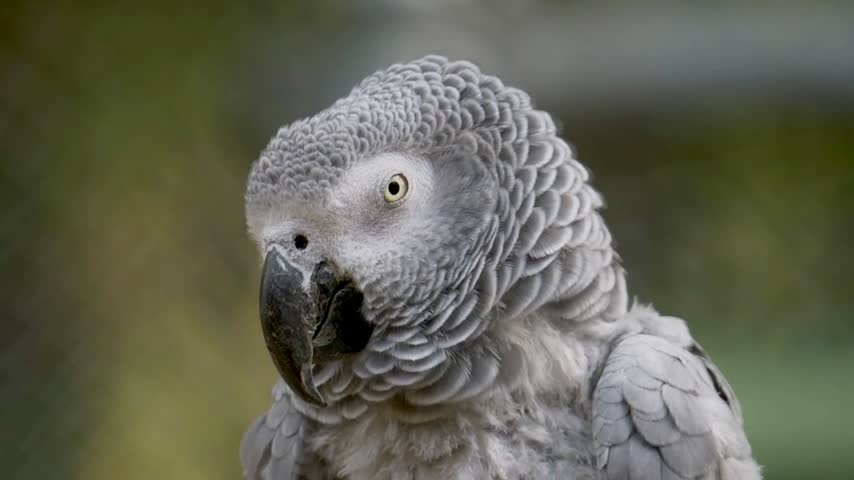 Close up headshot of african grey parrot. Detailed grey feathers. Exotic bird blinking in natural light.